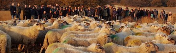 100 herders op Landelijke Herdersdag 2016 Loonse en Drunense Duinen