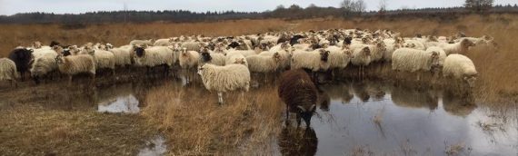 Landelijke Herdersdag vr 10 november 2017 in Exloo